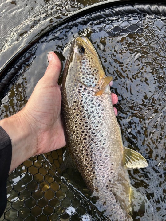 Ashford House trout - JP from Kidderminster